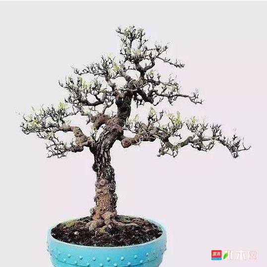 批木网 anywood.com