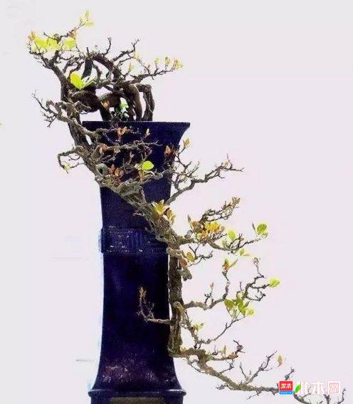 批木网 anywood.com