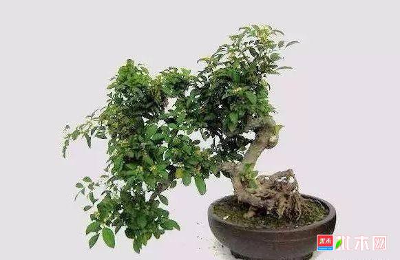批木网 anywood.com