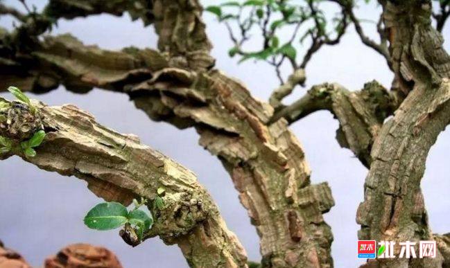 批木网 anywood.com