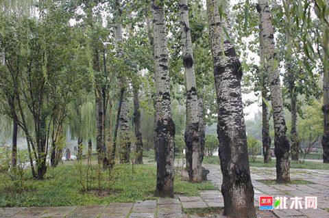 批木网anywood.com
