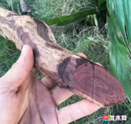 批木网 anywood.com