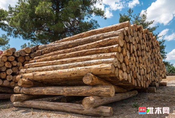 批木网 anywood.com
