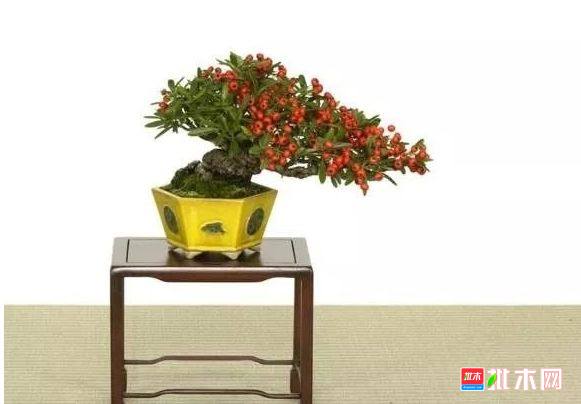 批木网 anywood.com