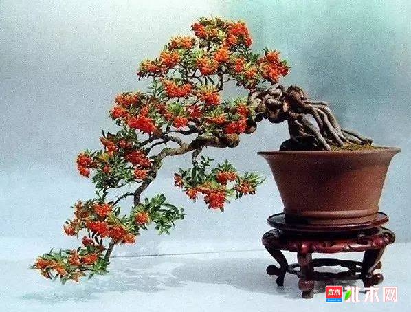 批木网 anywood.com
