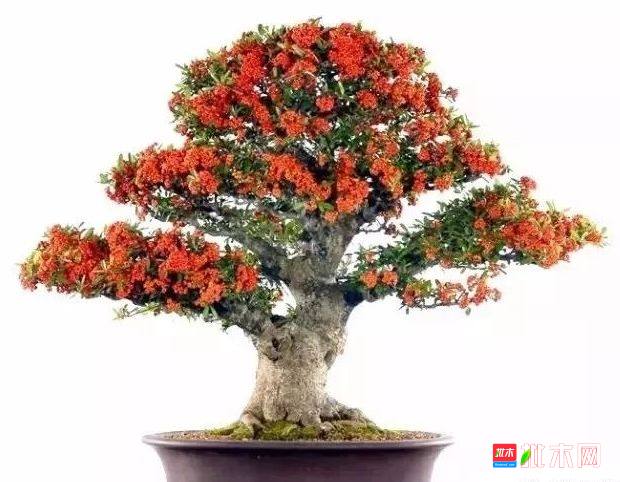 批木网 anywood.com