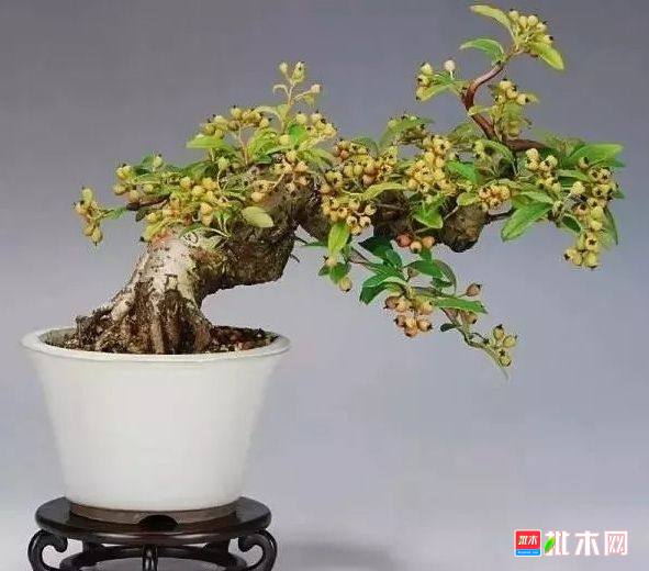 批木网 anywood.com