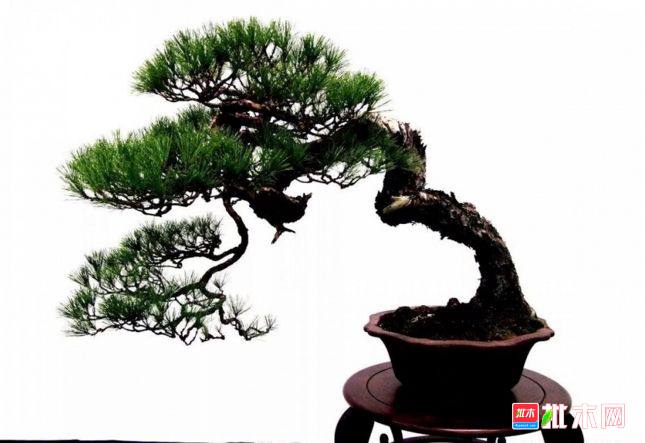 批木网 anywood.com