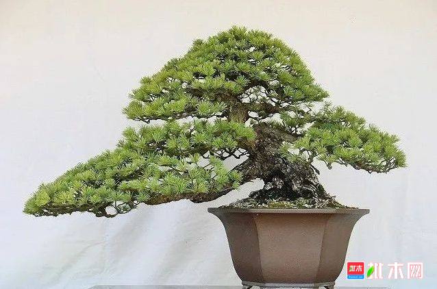 批木网 anywood.com
