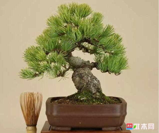 批木网 anywood.com