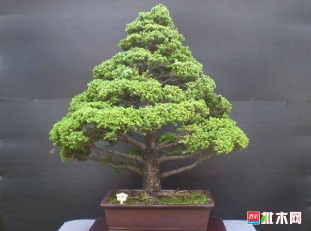 批木网 anywood.com