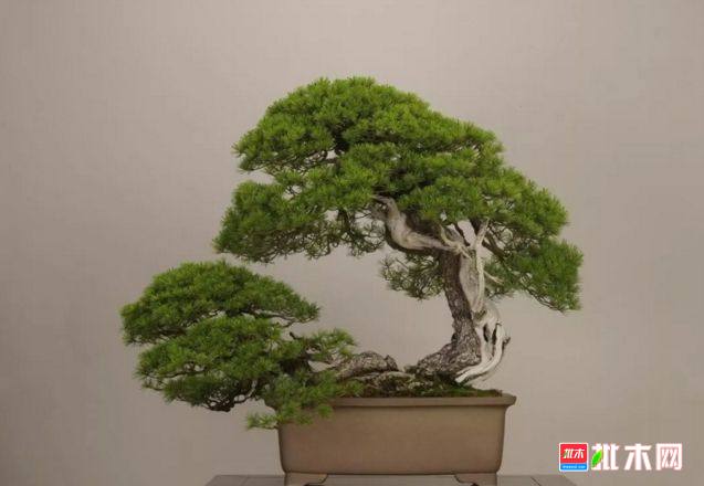 批木网 anywood.com