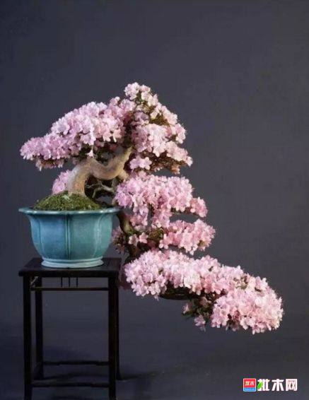 批木网 anywood.com