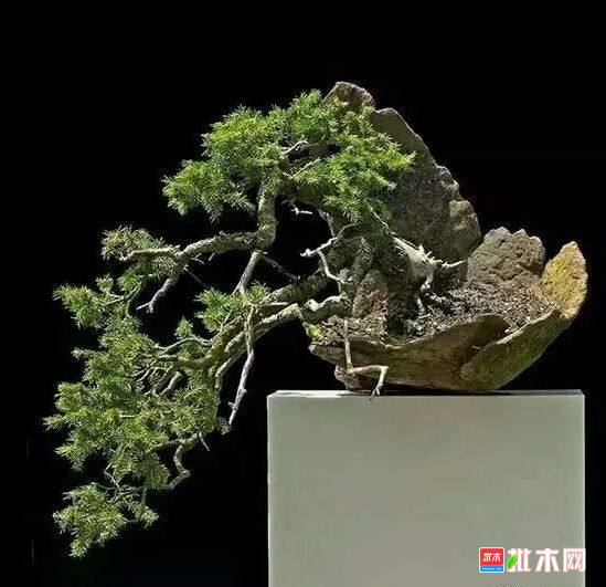 批木网 anywood.com