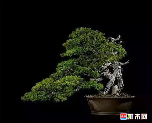 批木网 anywood.com