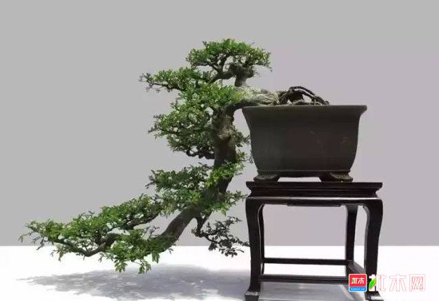 批木网 anywood.com