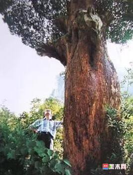 批木网 anywood.com