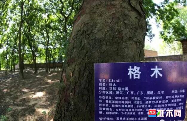 广西四大名贵硬木批木网