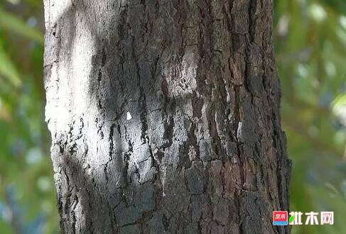 批木网 anywood.com