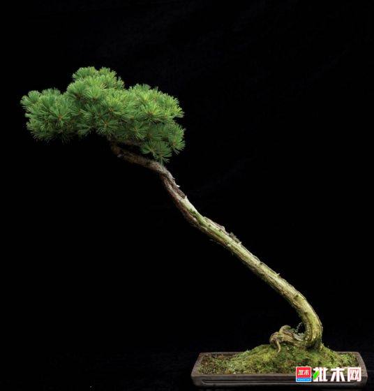 批木网 anywood.com