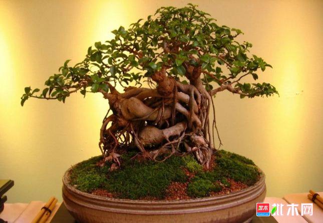 批木网 anywood.com
