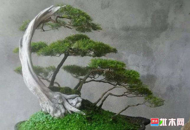 批木网 anywood.com