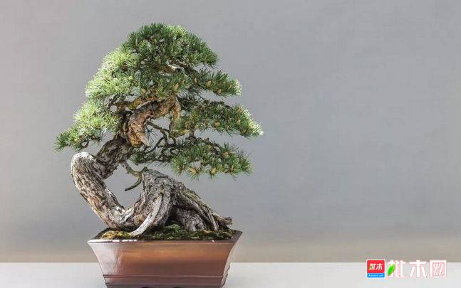 批木网 anywood.com