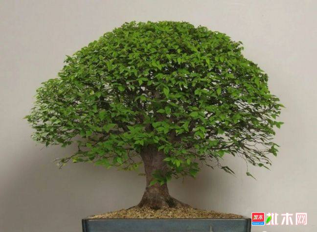 批木网 anywood.com