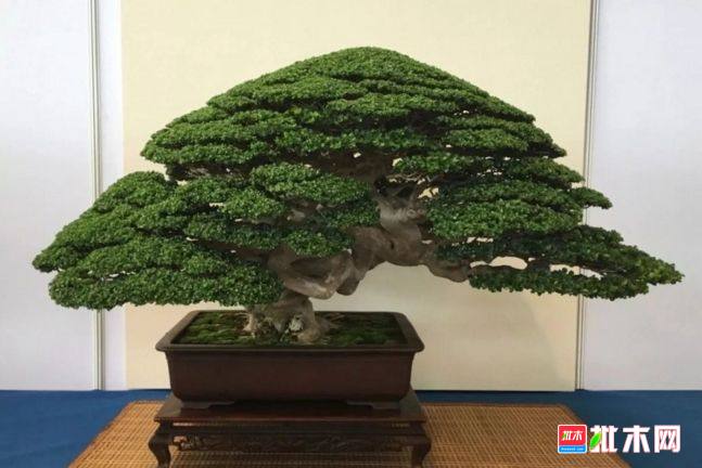 批木网 anywood.com