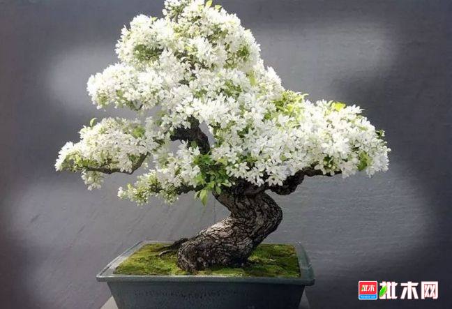 批木网 anywood.com