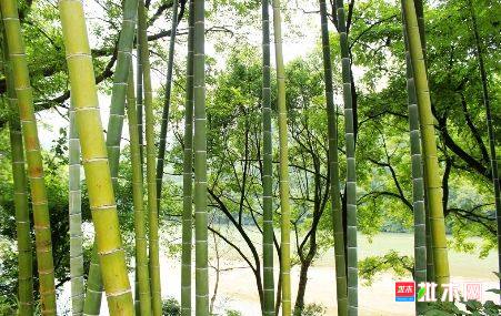 批木网 anywood.com