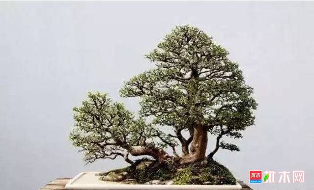 批木网 anywood.com