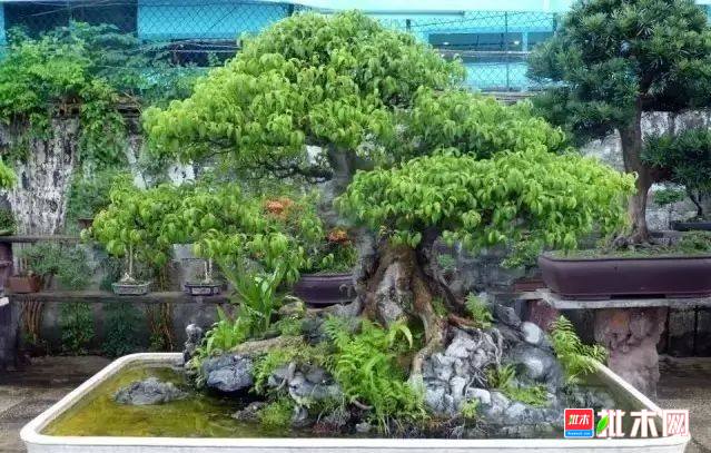 批木网 anywood.com
