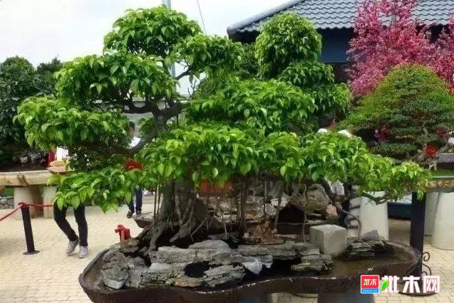 批木网 anywood.com