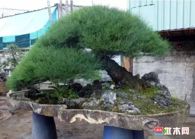 批木网 anywood.com