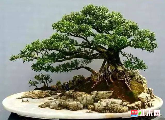 批木网 anywood.com