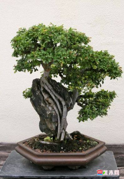 批木网 anywood.com