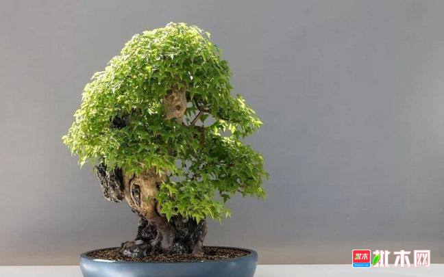 批木网 anywood.com
