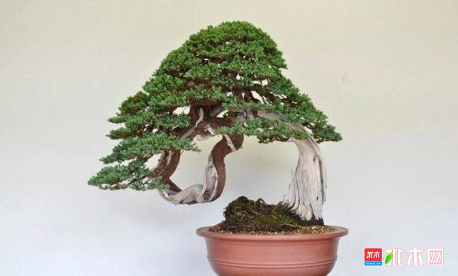 批木网 anywood.com