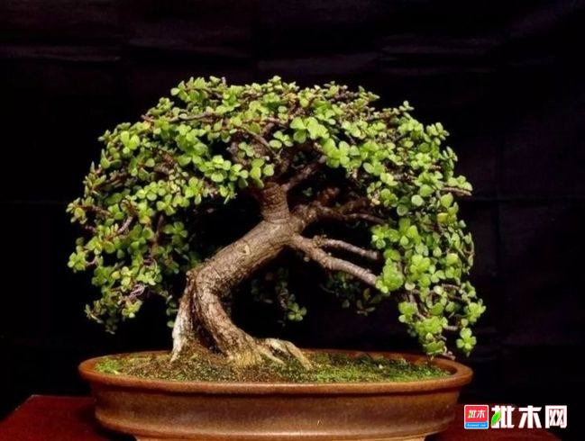批木网 anywood.com
