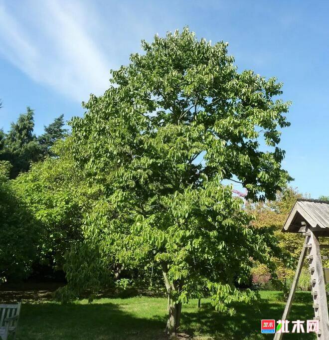 批木网 anywood.com