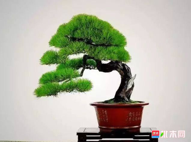 批木网 anywood.com
