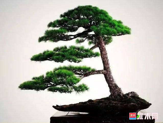 批木网 anywood.com