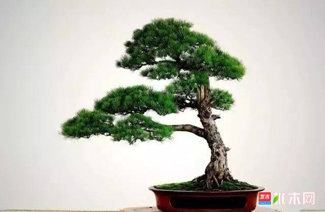批木网 anywood.com
