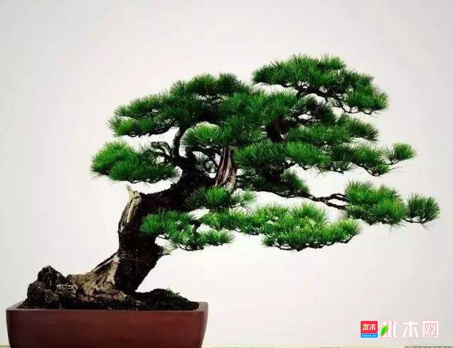 批木网 anywood.com