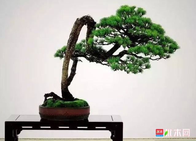 批木网 anywood.com