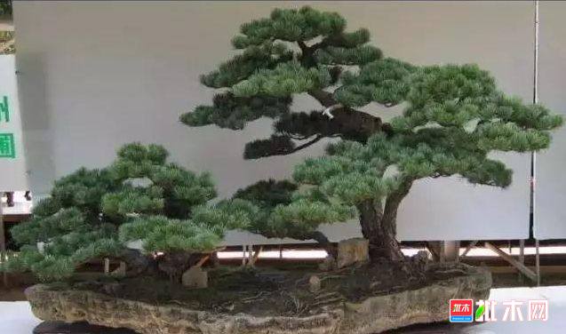 批木网 anywood.com