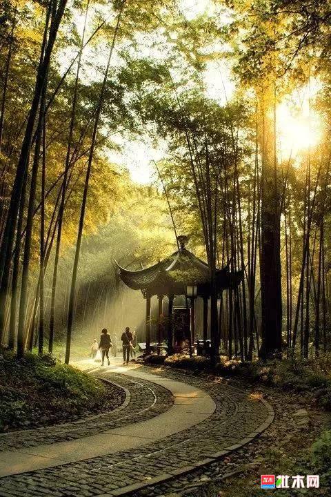 批木网 anywood.com