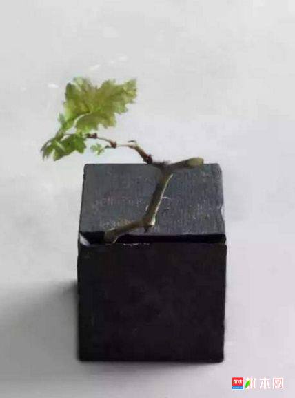 批木网 anywood.com