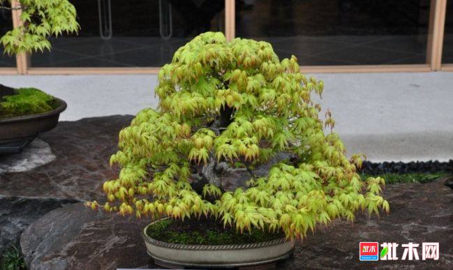 批木网 anywood.com